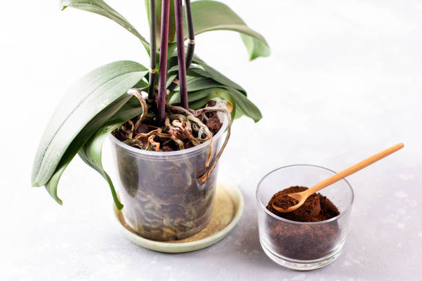 istock Coffee residue is applied to the tree and is a natural fertilizer 1266618082