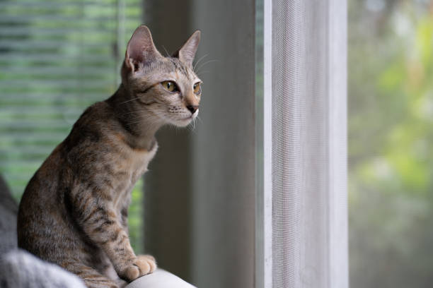 istock lovely cat sit near the windows looking somthing outside 1266619301