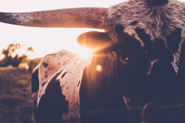texas longhorn bulle - texas longhorn cattle stock-fotos und bilder