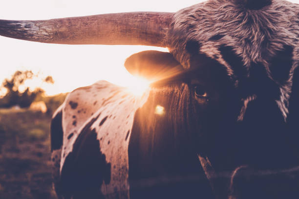 テキサスロングホーンブル - texas texas longhorn cattle bull landscape ストックフォトと画像