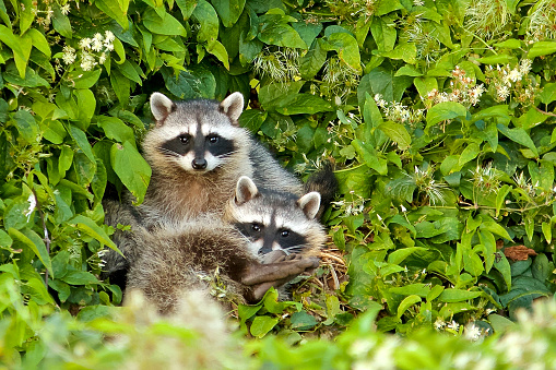 A mother raccoon was looking for cherries until 3 crows made a ton of noise to notify the whole neighborhood of where she was