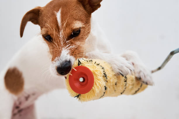 istock Renovation concept . Dog jack russell terrier playing with paint roller in white room 1266619620