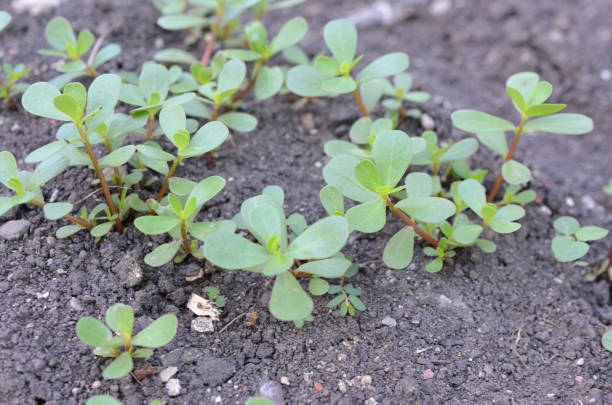 istock Purslane plants portulaca oleracea vegetable 1266619701