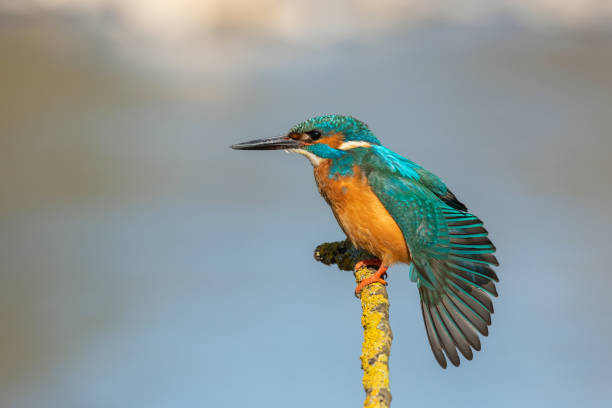 istock Male common kingfisher 1266620882