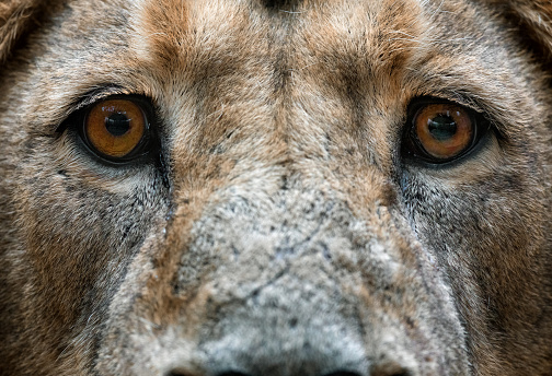 Close shot of the eyes of a strong male lion.