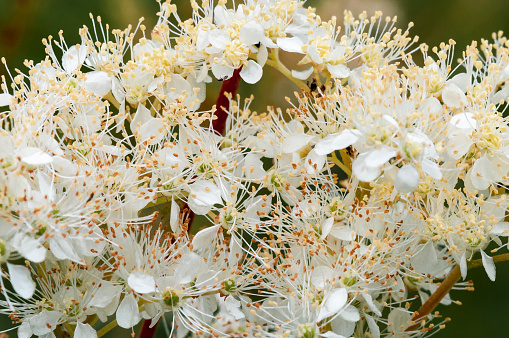 A summer close up of sweet smelling Meadowsweet flowers, Filipendula ulmaria, at Staveley Nature Reserve, Yorkshire, England.
