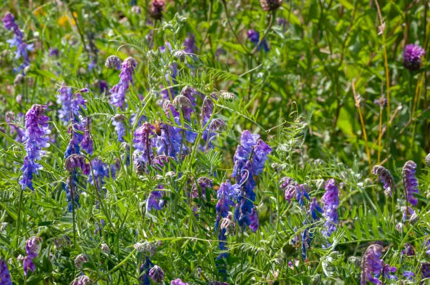 A close up of Tufted Vetch, Vicia cracca,also know as bird or blue vetch and boreal vetch, growing in an orchard in Yorkshire, England.