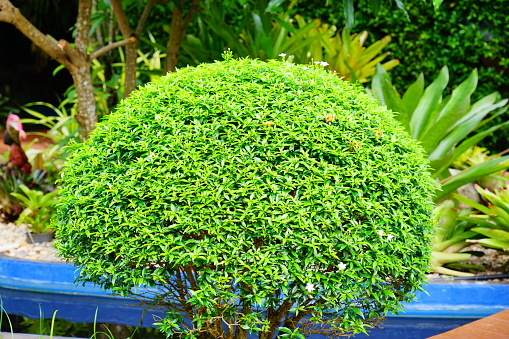 Buxus sempervirens round plant in the green lawn. in Lithuania.