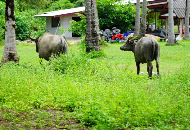 istock Thai water buffalo in green garden 1266623052