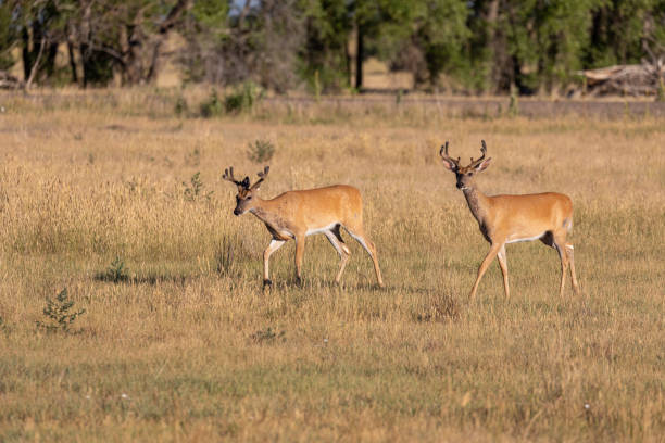 istock Pair of Whitetail Bucks in Summer 1266623289
