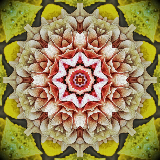 patrón de flor de caleidoscopio abstracto - 4453 fotografías e imágenes de stock