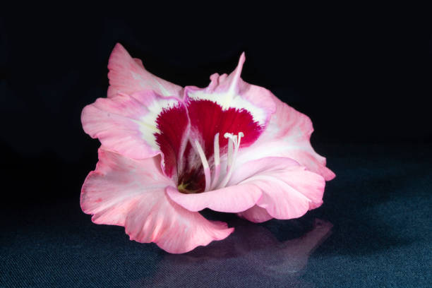 istock Beautiful flower Gladiolus rests upon table with reflection. 1266626084