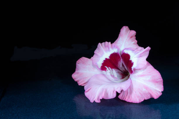 bellissimo fiore gladiolo poggia sul tavolo con riflessione. - gladiolus single flower stem isolated foto e immagini stock