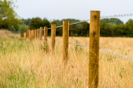 Row of fence posts with barbed wire