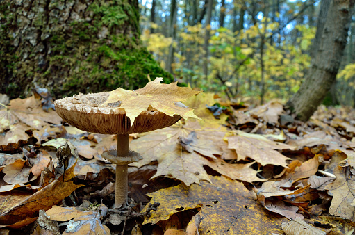 Mushrooms growing in the woods among the fallen leaves. Amanita rubescens.