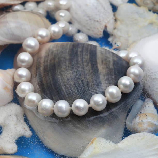 istock White pearl necklace on marine shell background 1266627215