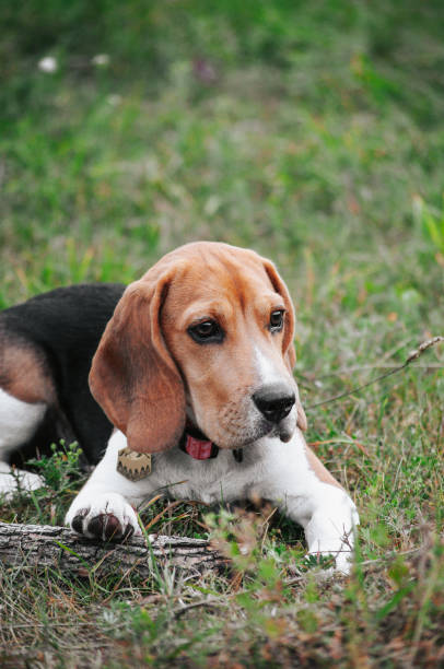 istock Happy puppy beagle dog having fun in green grass 1266627799