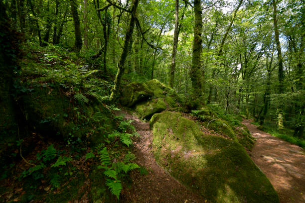 istock The Faouet nature and forest 1266629468