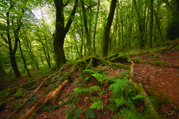 istock The Faouet nature and forest 1266630004