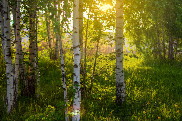istock Meadow with birches and green grass at sunset 1266631578