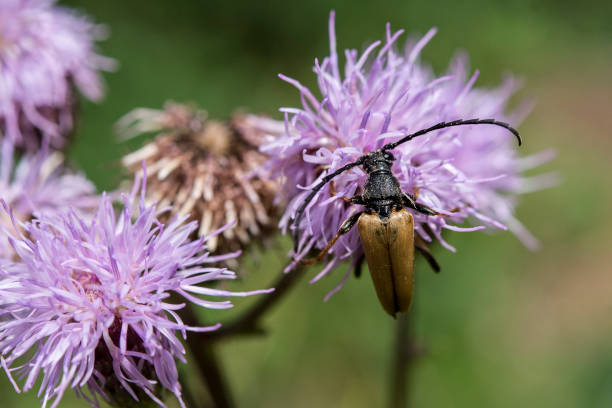 Rothalsbock - Photo