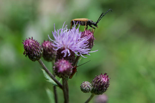 Rothalsbock - Photo