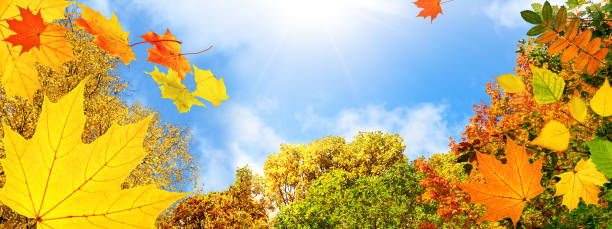 istock Colorful foliage in fall on blue sky background 1266633352