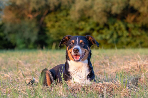 istock dog lying in the grass 1266634033