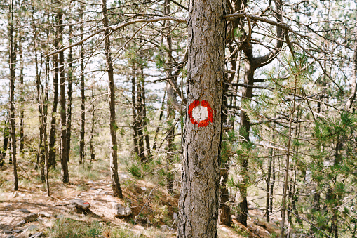Red dot hiking sign on a tree. Red circle with a white dot. Direction signs of the hiking trail and its difficulty. High quality photo