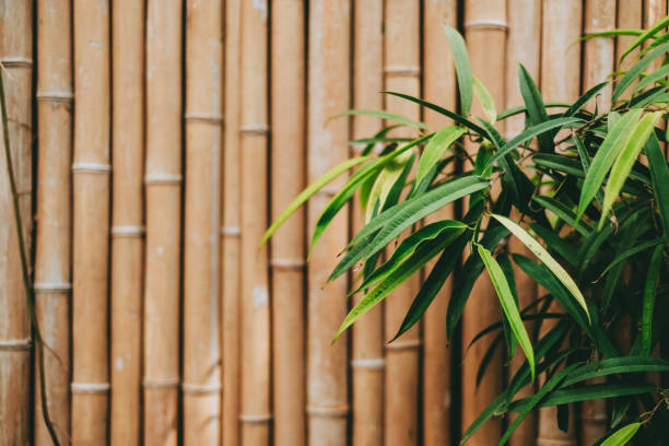 Tropical plant leaves on bamboo wall background with copy space.
