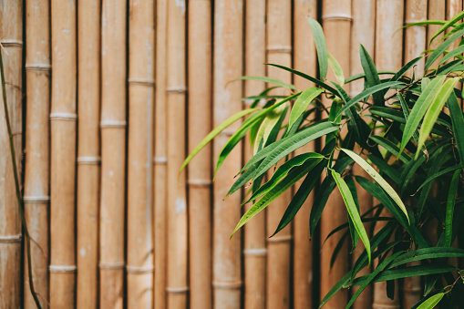 Tropical plant leaves on bamboo wall background with copy space. High quality photo