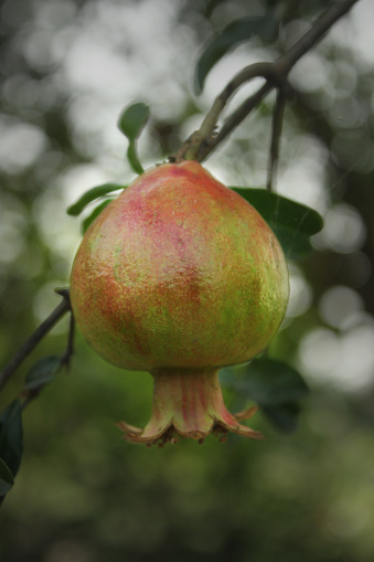 Pomegranate growing on a tree at Khulna, Bangladesh.