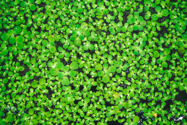 istock Natural Green Duckweed on the water for background or texture. 1266634422