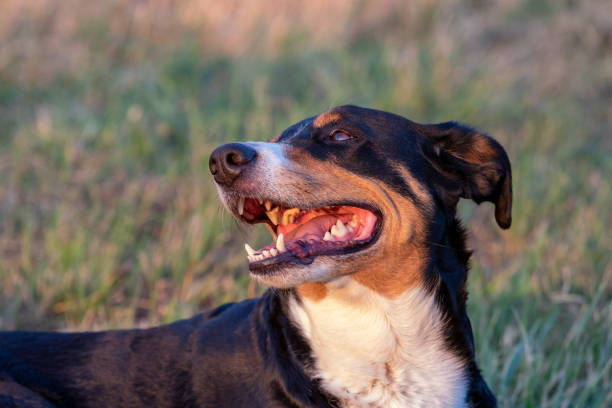 istock dog lying in the grass outdoors in sunset 1266635138