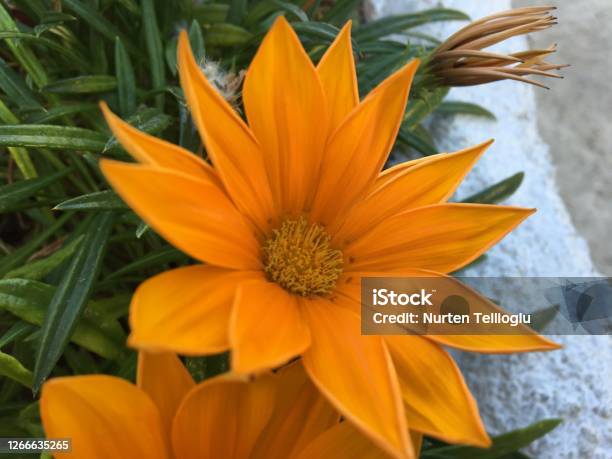 Orange Zengarden Flower Beautiful Stock Photo - Download Image Now - Agricultural Field, Beauty, Blossom