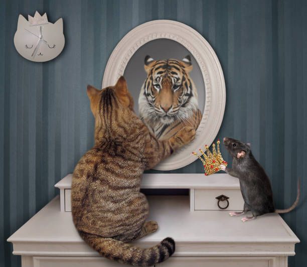 istock Cat near mirror at home 2 1266636037