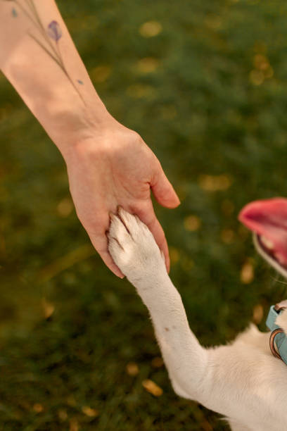 istock A dog's paw and a human hand make a handshake. Friendly handshake between man and dog 1266636047