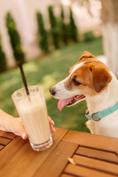 istock The dog sits at the table outdoors with a milkshake in a glass. 1266636211