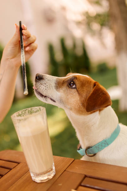 собака сидит за столом на открытом воздухе с молочным коктейлем в стакане. - 3250 стоковые фото и изображения