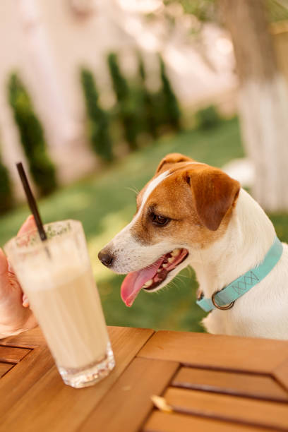 istock The dog sits at the table outdoors with a milkshake in a glass. 1266636324