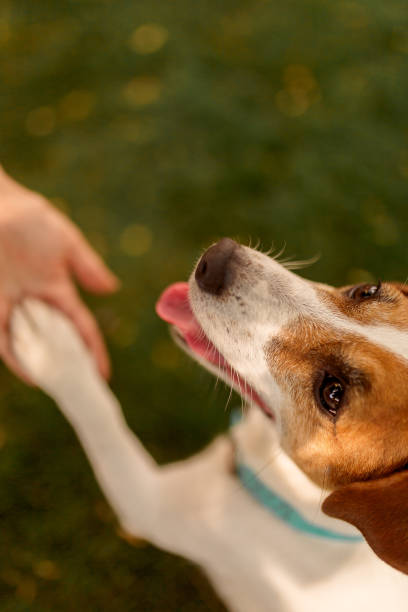 istock A dog's paw and a human hand make a handshake. Friendly handshake between man and dog 1266636456