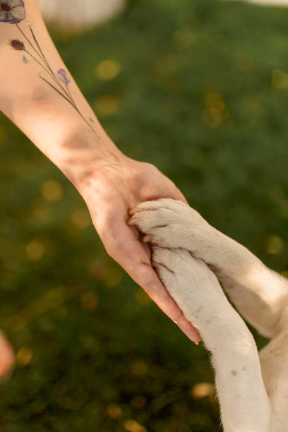 istock A dog's paw and a human hand make a handshake. Friendly handshake between man and dog 1266636497
