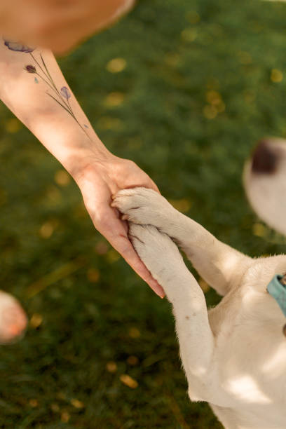 istock A dog's paw and a human hand make a handshake. Friendly handshake between man and dog 1266637041