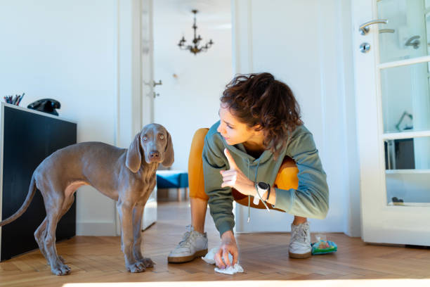 jeune femme agitant le doigt à son chiot de weimar pour pisser sur le plancher - weimaraner dog animal domestic animals photos et images de collection