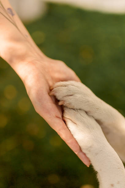 istock A dog's paw and a human hand make a handshake. Friendly handshake between man and dog 1266637174