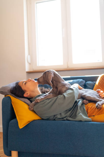 istock Weimaraner puppy cuddling up to its owner on the sofa 1266637228