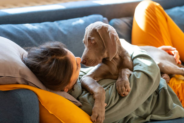 istock Rubbing noses with her Weimaraner puppy on the sofa 1266637233