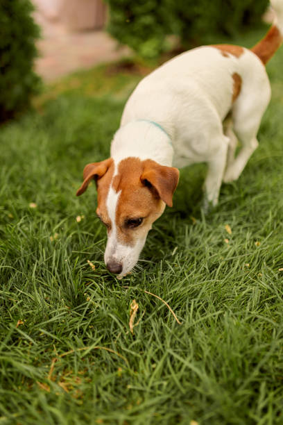 istock cute dog on green grass. Jack Russell Terrier on a summer walk. 1266637253