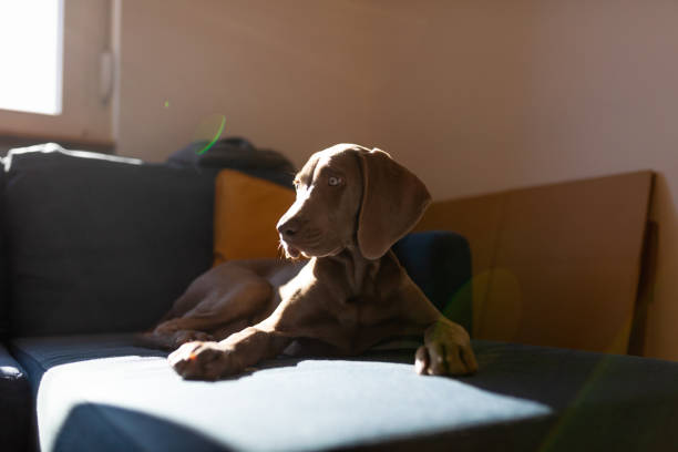 Four months beautiful Weimaraner puppy isolated on white background.