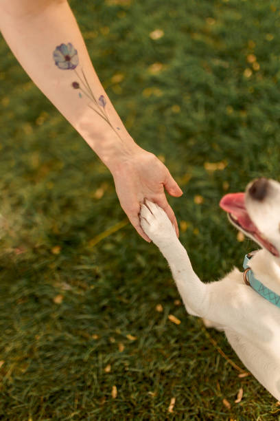 istock A dog's paw and a human hand make a handshake. Friendly handshake between man and dog 1266637308